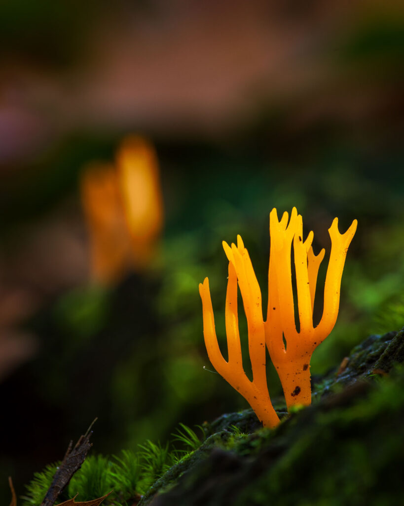 Paddenstoelen fotograferen in tegenlicht: oranje koraalzwammetjes in een donker bos