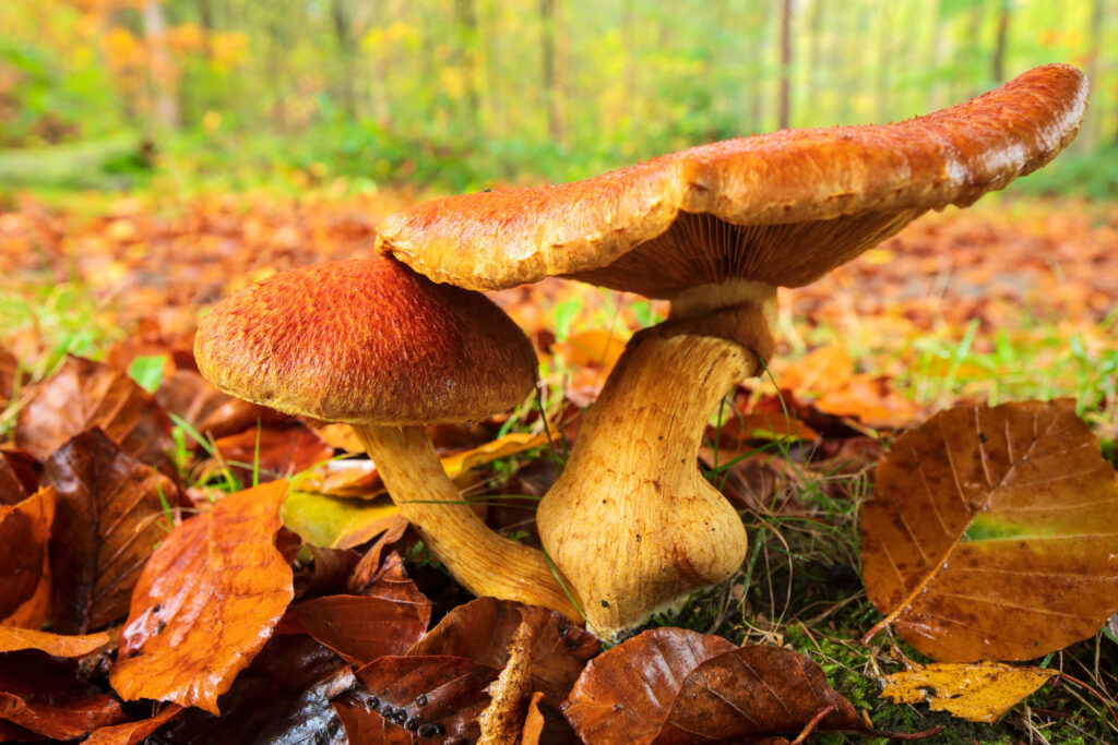 Prachtvlamhoed met groothoeklens fotograferen in de regen tijdens de paddenstoelenherfst