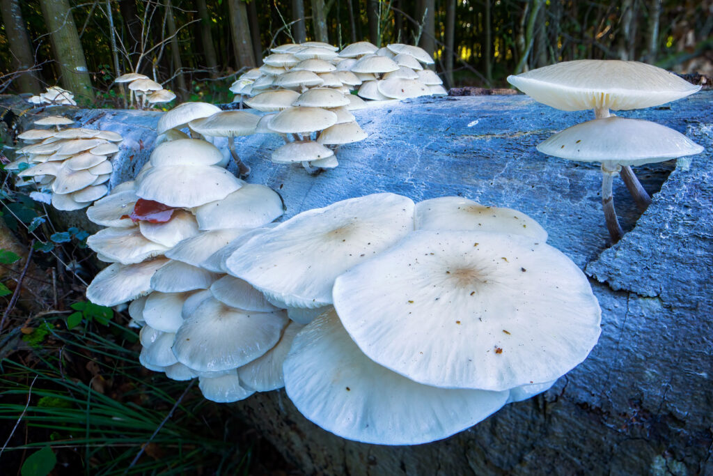 Paddenstoelen fotograferen met een groothoeklens: massa porseleinzwammen op een dode beuk