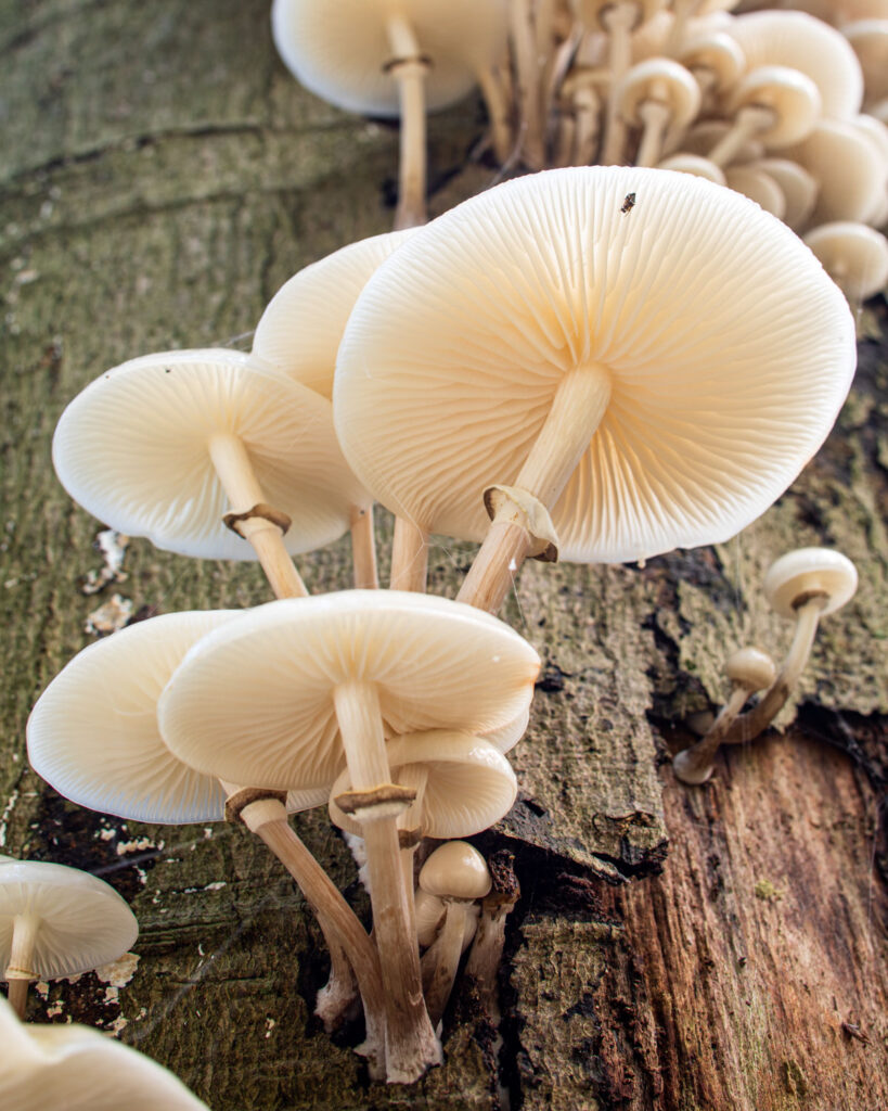 Porseleinzwammen in tegenlicht fotograferen op een dode boom in het herfstbos