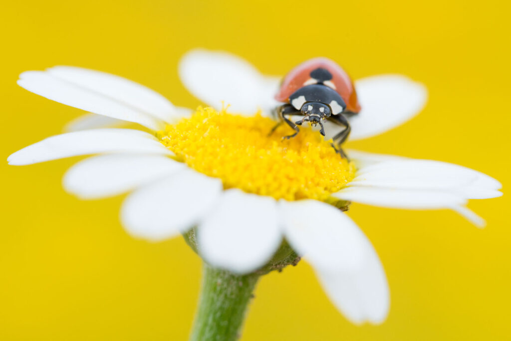 Lieveheersbeestje op een margriet, macro natuurfotografie op Cyprus