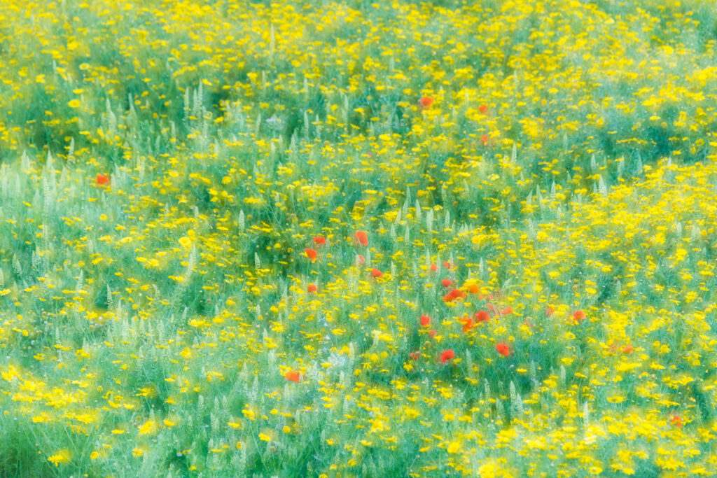 Bloemenveld met dubbelbelichting, creatieve natuurfotografie op Cyprus