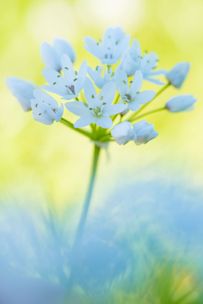Witte look tegen het licht, plantenfotografie op Cyprus
