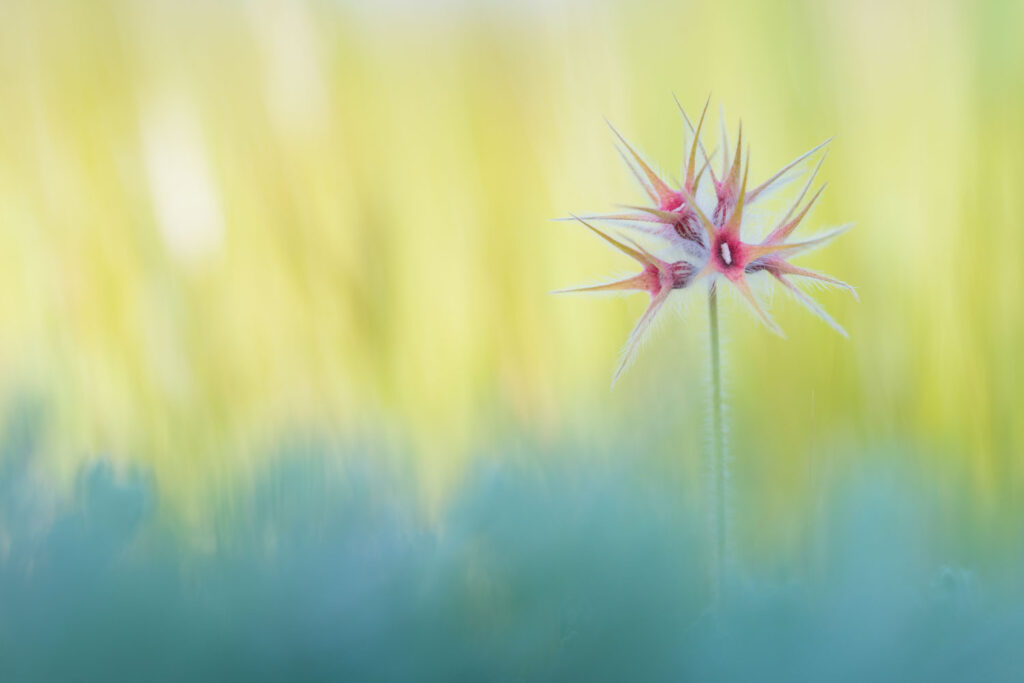 Klein roze voorjaarsbloempje, plantenfotografie op Cyprus