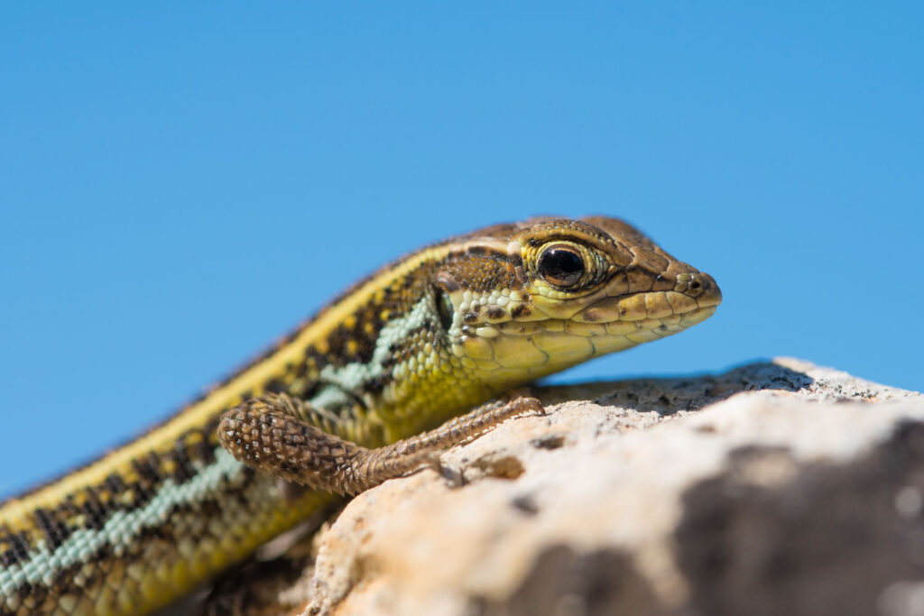 Slangenooghagedis van dichtbij, natuurfotografie op Cyprus