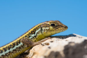 Slangenooghagedis van dichtbij, natuurfotografie op Cyprus