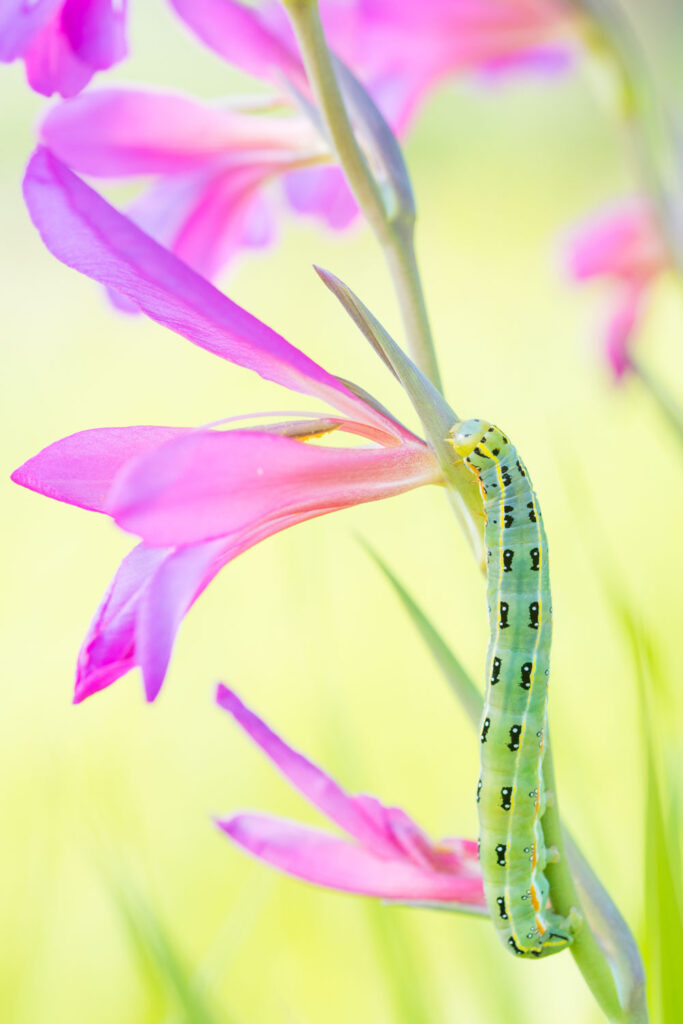 Rups van de roetvlek op wilde gladiool, macro natuurfotografie op Cyprus