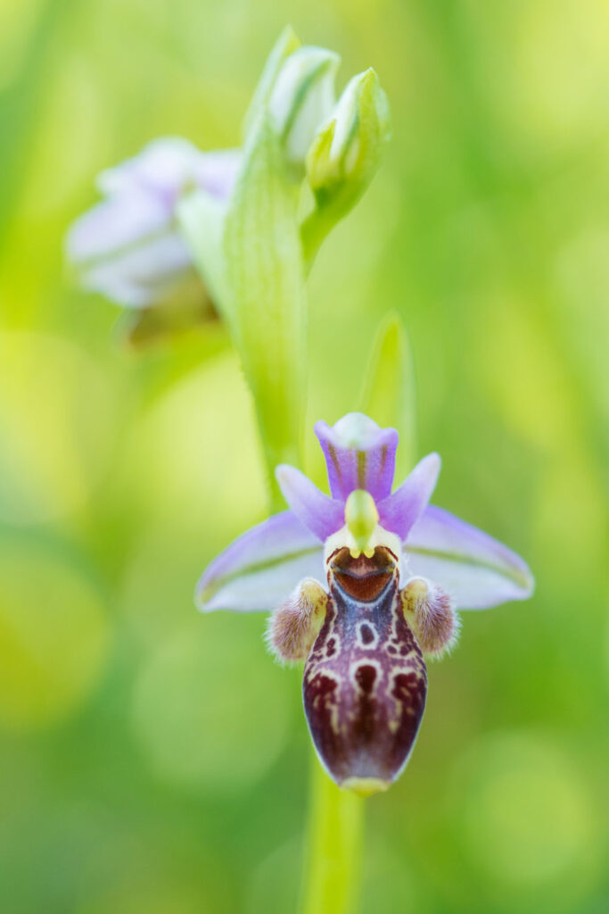 Ophrys orchidee in bloei, natuurfotografie op Cyprus