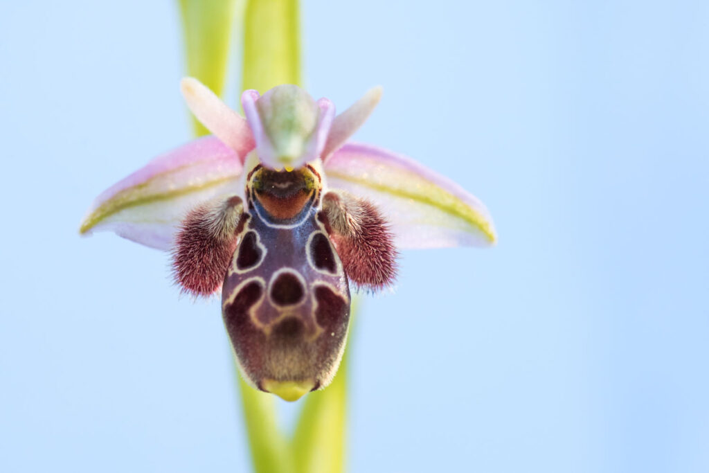 Ophrys orchidee tegen de lucht, natuurfotografie op Cyprus