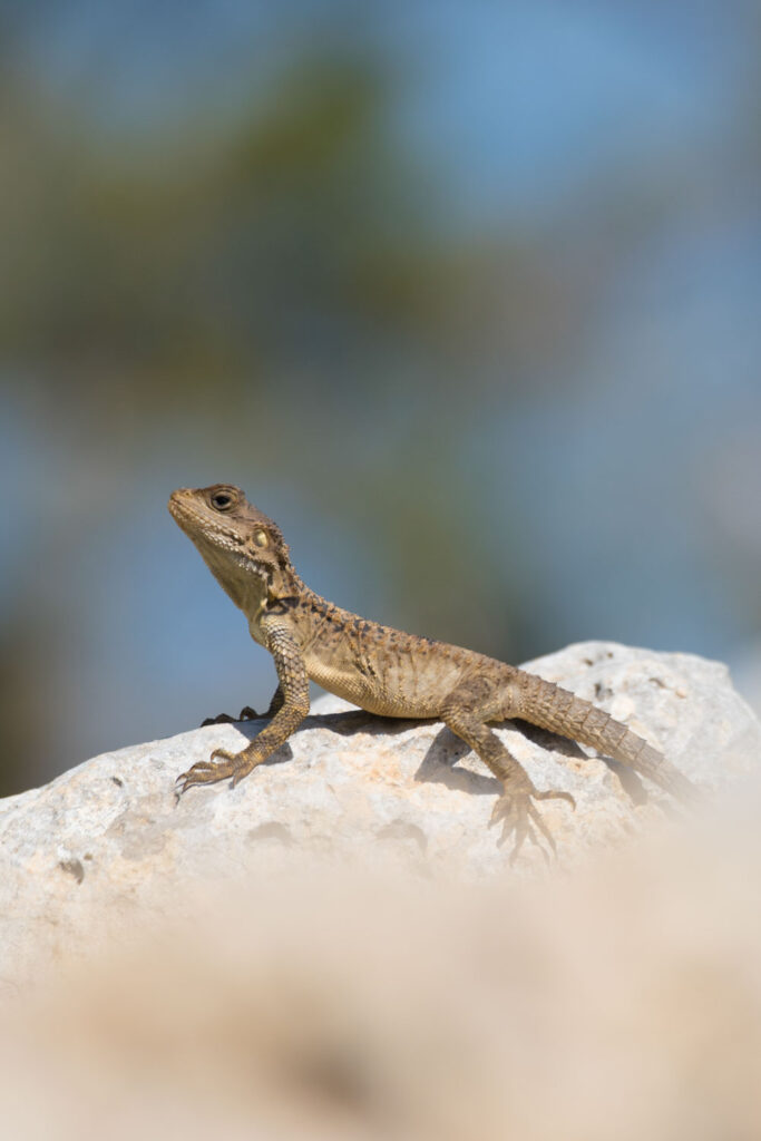 Cypriotische hardoen met teleobjectief, natuurfotografie op Cyprus