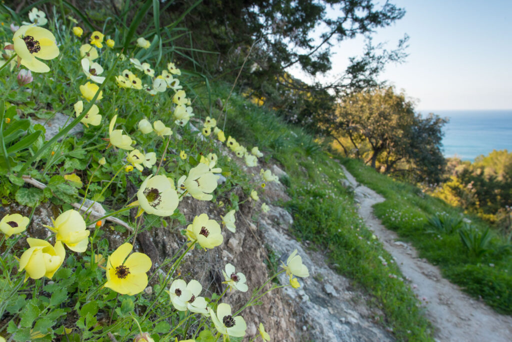 Kustlandschap op schiereiland Akamas, natuurfotografie op Cyprus