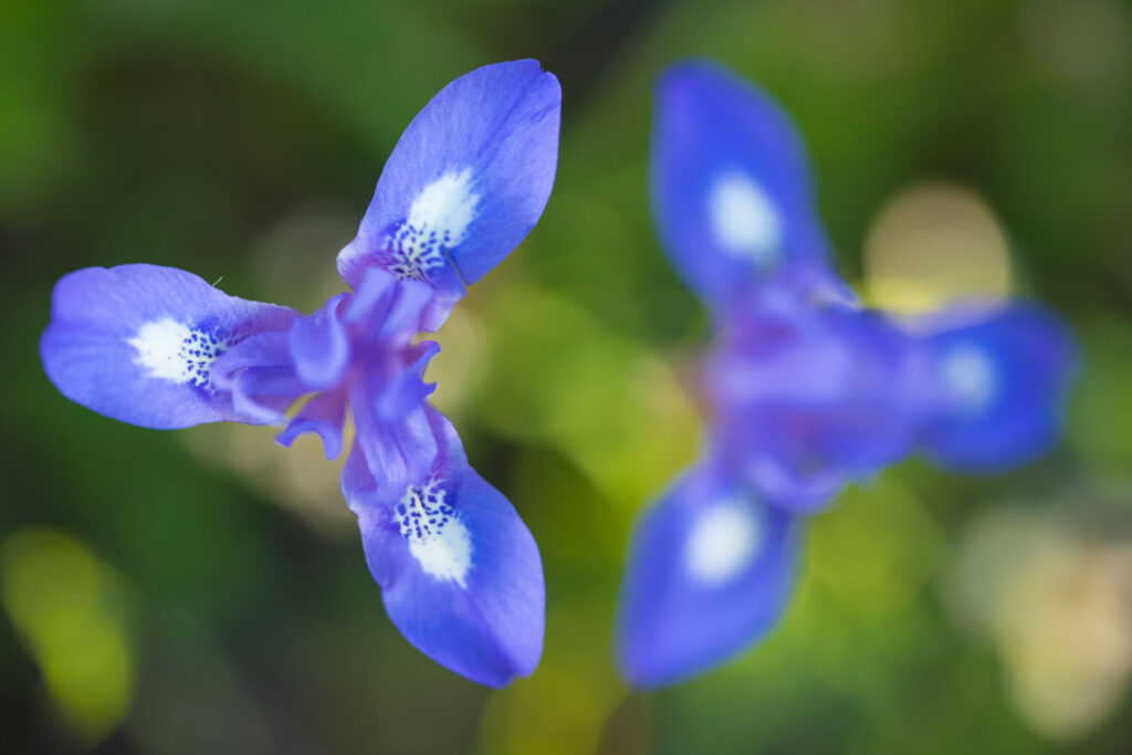 Blauwe iris in het bloemveld, natuurfotografie op Cyprus