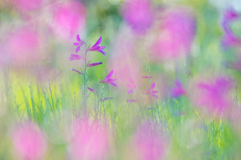Veld met wilde paarsrode gladiolen, natuurfotografie op Cyprus