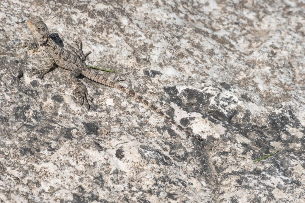 Hardoen met schutkleur op de rotsen, natuurfotografie op Cyprus
