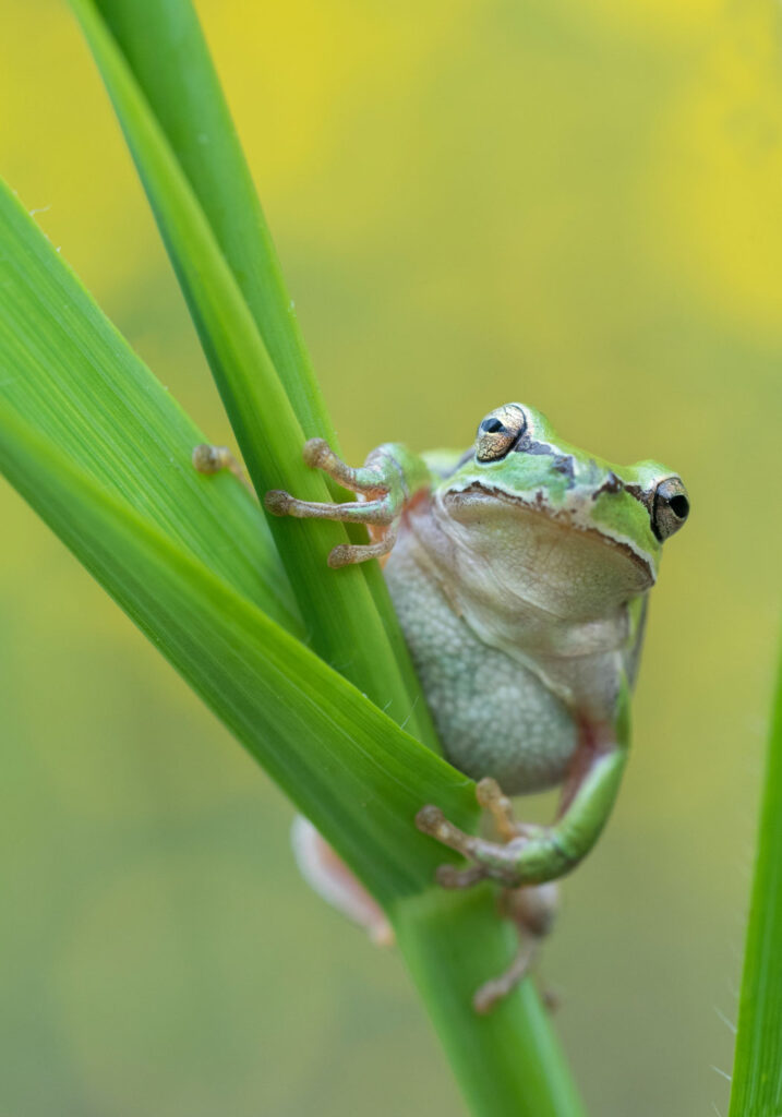 Klein-Aziatische boomkikker op een stengel, natuurfotografie op Cyprus