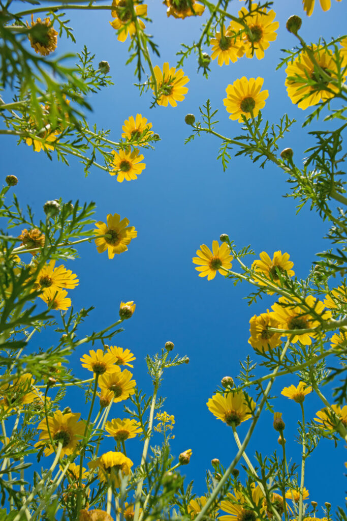 Gele bloemen tegen blauwe lucht, plantenfotografie op Cyprus