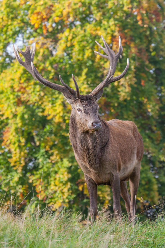 Edelhert beeldvullend fotograferen met 200 mm telelens tijdens de bronsttijd