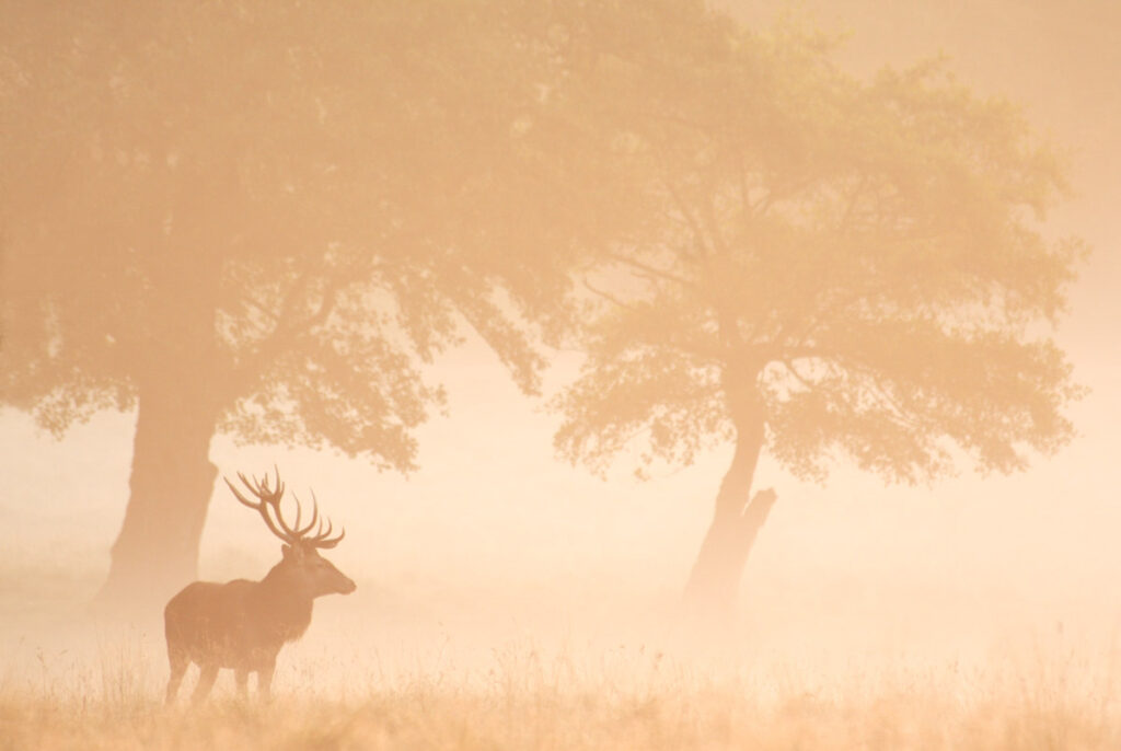  Edelhert als silhouet fotograferen bij zonsopkomst en mist in Jaegersborg Dyrehaven