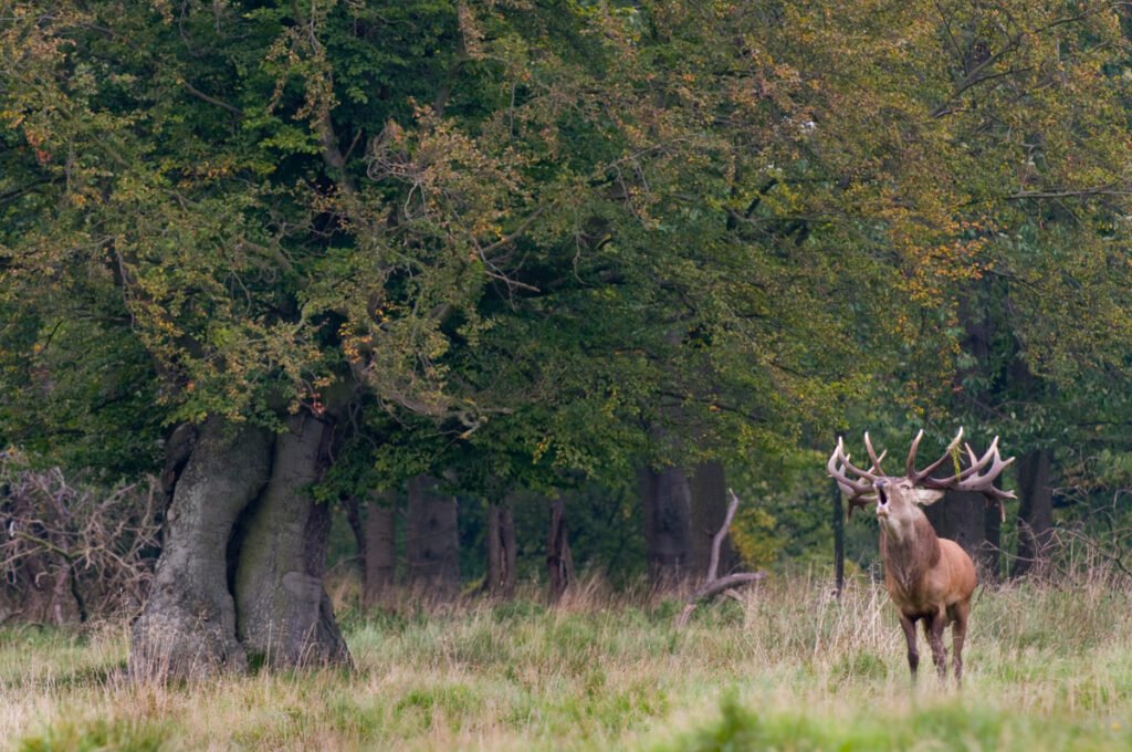 Edelhert fotograferen in het landschap met imposante oude eik in Jaegersborg Dyrehaven