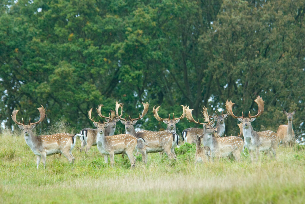 Roedel damherten met indrukwekkend gewei in de bronstperiode in Jaegersborg Dyrehaven