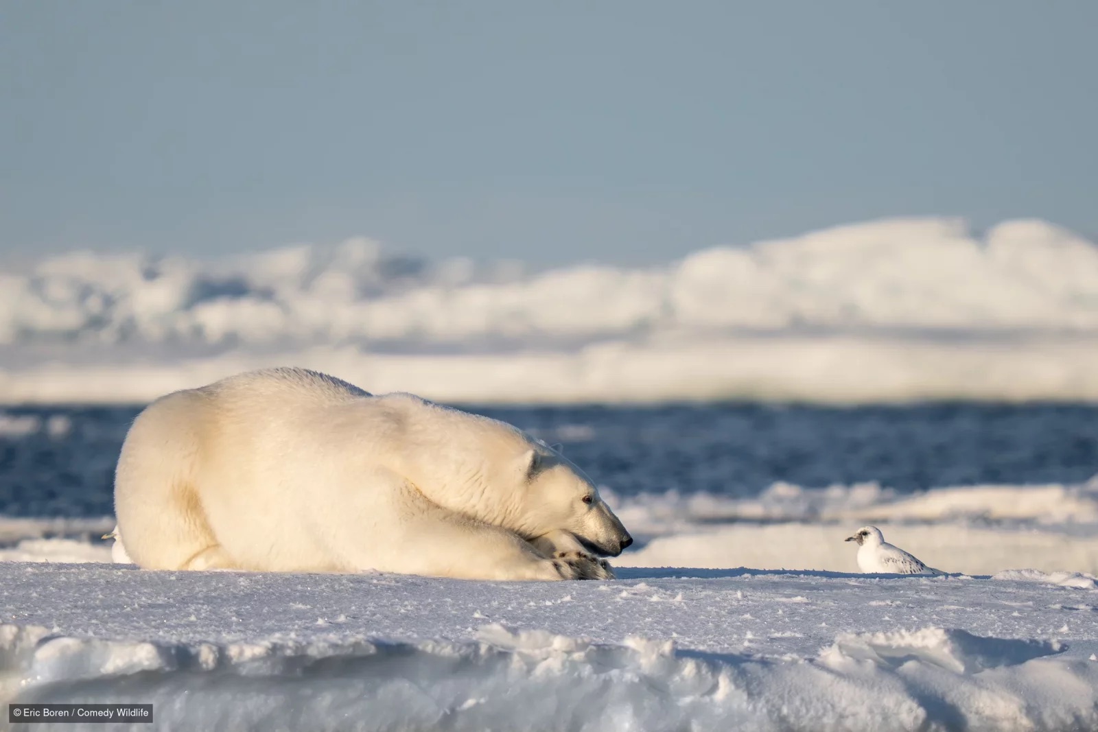 Eric Boren / Comedy Wildlife