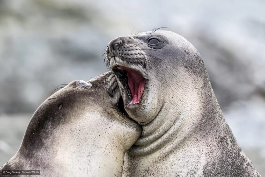 Doug Gimesy / Comedy Wildlife