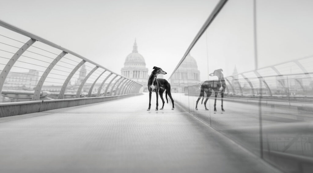 Run., Elena Marchi (Verenigd Koninkrijk). Beeld: © Elena Marchi / Dog Photography Awards