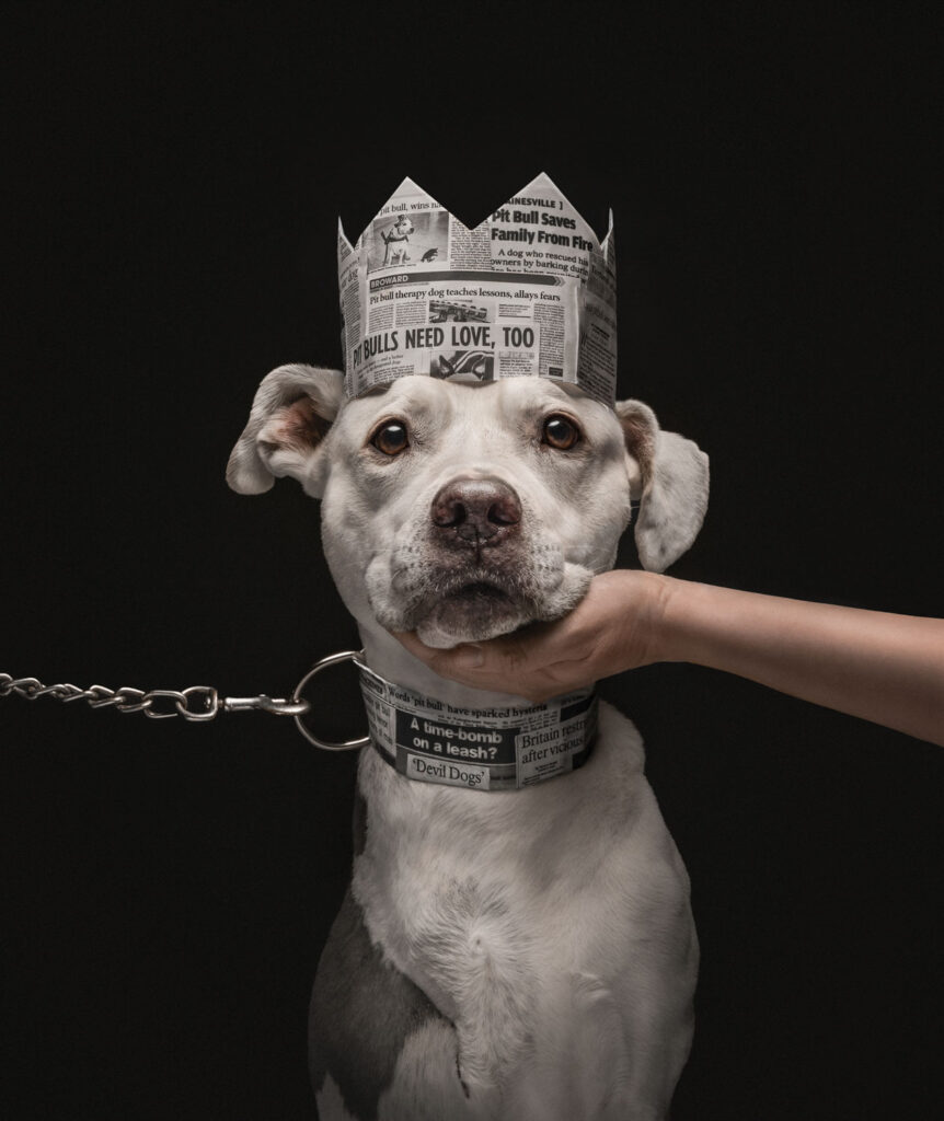 Pitbull met papieren kroon en ketting, een hand onder zijn kin, voor krantenknipsels over bullrassen.