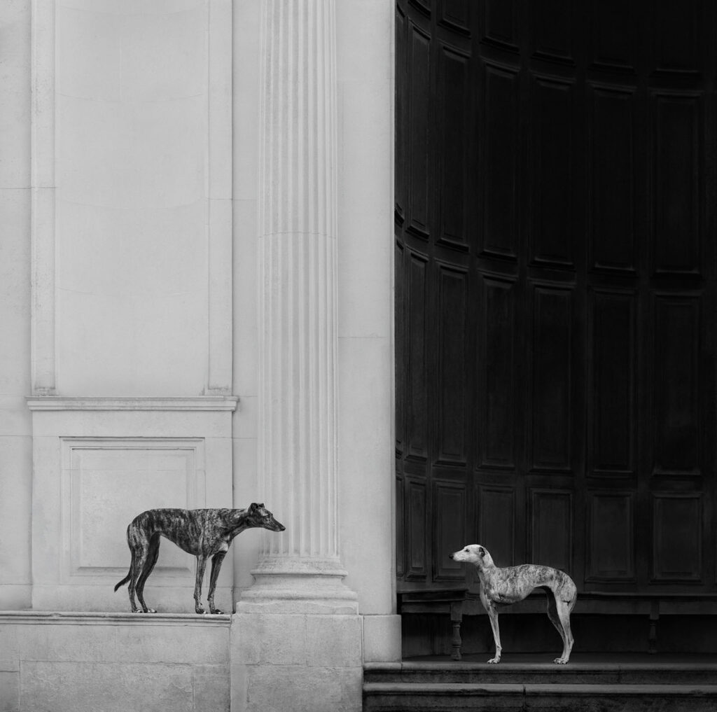 Beyond the Track, Elena Marchi (Verenigd Koninkrijk). Beeld: © Elena Marchi / Dog Photography Awards