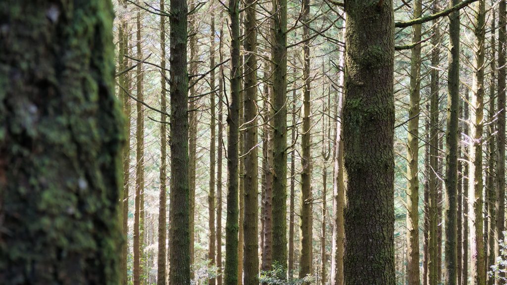 foto van bomen in bos gemaakt met Pocket 4P