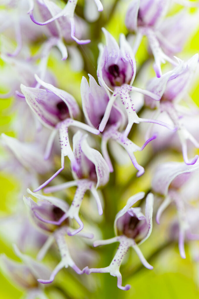 grotere orchideeën fotograferen in close-up met een formaatvullend bloempatroon (aapjesorchis)