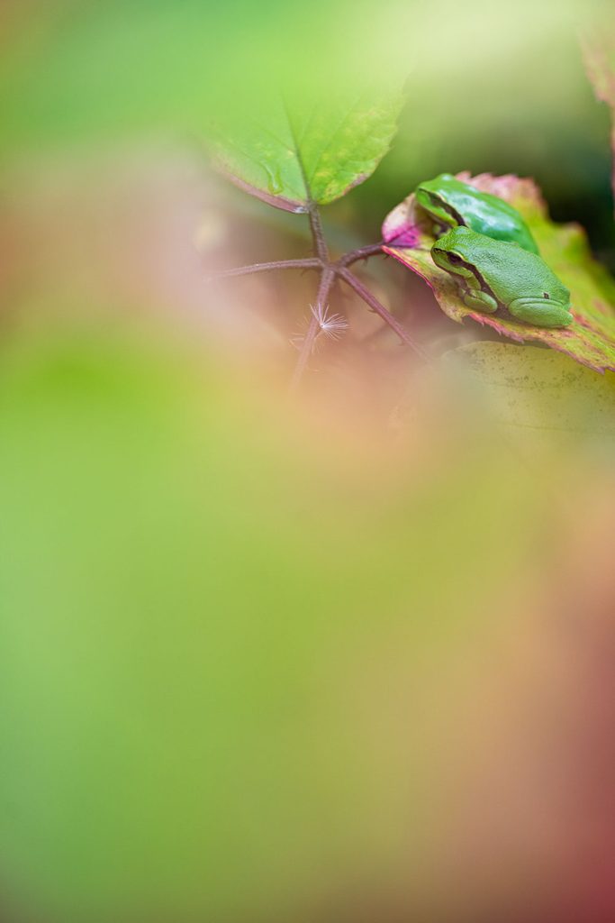 Boomkikker fotograferen met negatieve ruimte: boomkikkers op een roze blad in een zachte, groene compositie