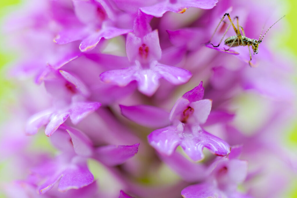 orchideeën fotograferen in close-up met een onscherpe achtergrond