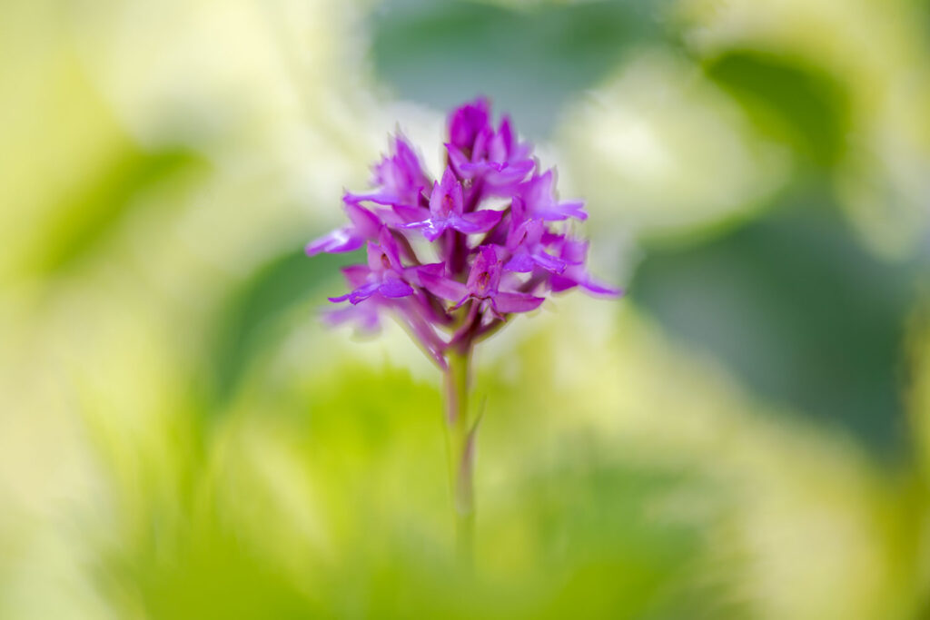 symmetrisch hondskruid centraal in beeld bij orchideeën fotograferen