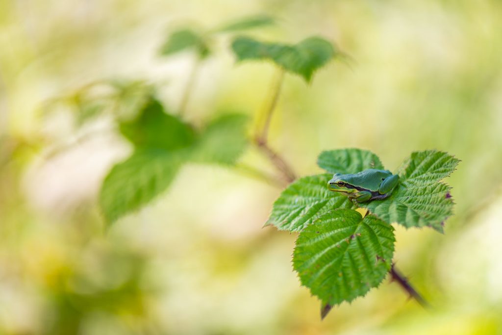 Boomkikker fotograferen in de schaduw van een flitsparaplu, op braamblaadjes met een zonbelichte achtergrond