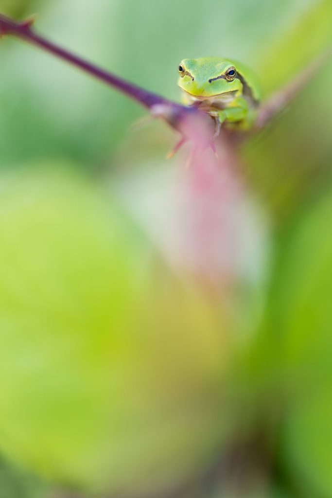 Boomkikker fotograferen in vooraanzicht: groene boomkikker kijkt recht in de lens vanaf een braamtak