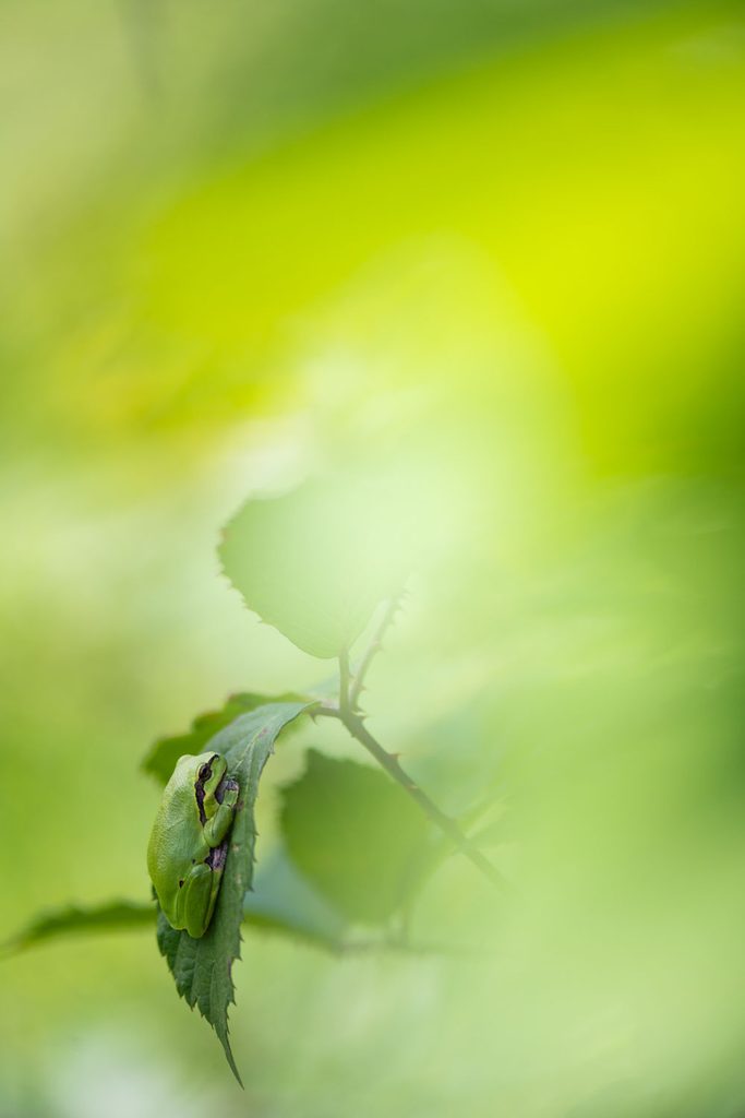 Boomkikker fotograferen door de vegetatie heen, met een onscherp groen voorgrondkader rond de kikker