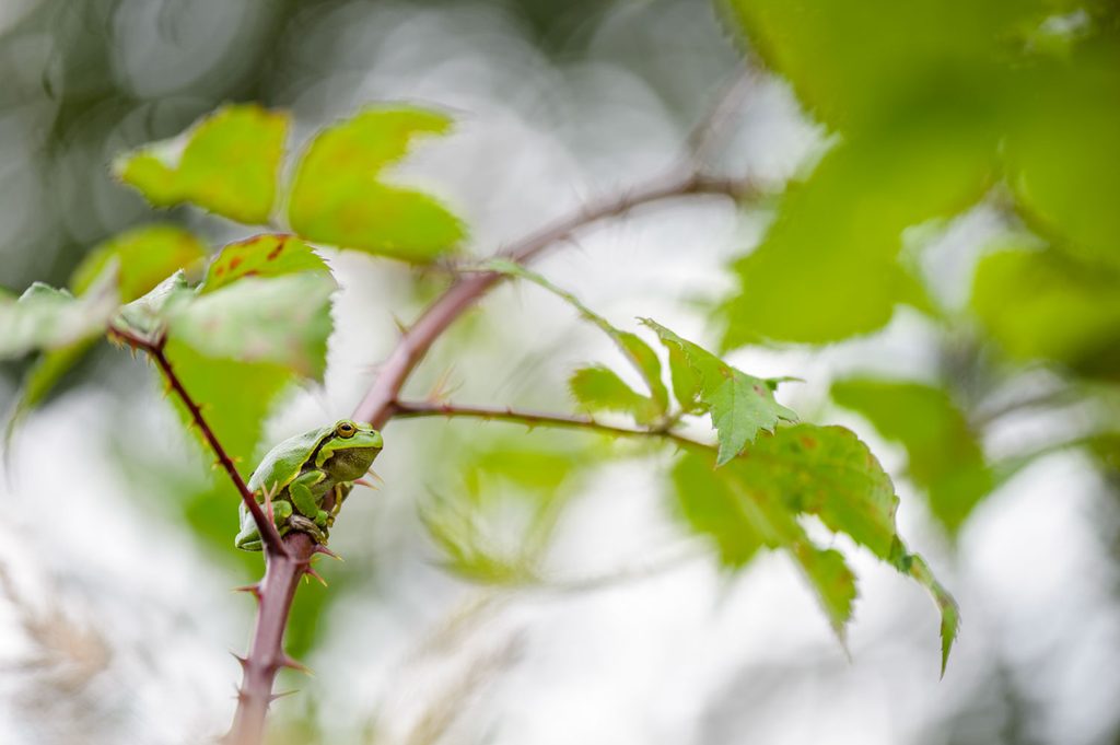 Boomkikker op een braamtak met bokehbubbels in de achtergrond, macrofotografie met een grote diafragmaopening