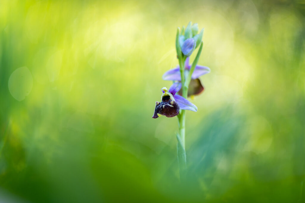 orchideeën fotograferen met de regel van derden: hommelorchis uit het midden geplaatst