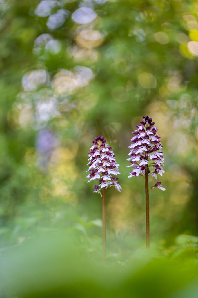 orchideeën fotograferen met kleurrijke lichtschakeringen in de achtergrond (purperorchis)