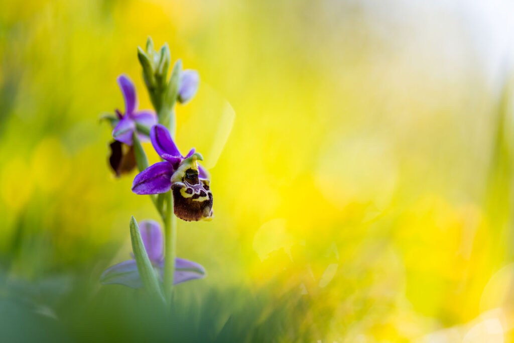 orchideeën fotograferen met licht en schaduw via een flitsparaplu (hommelorchis)