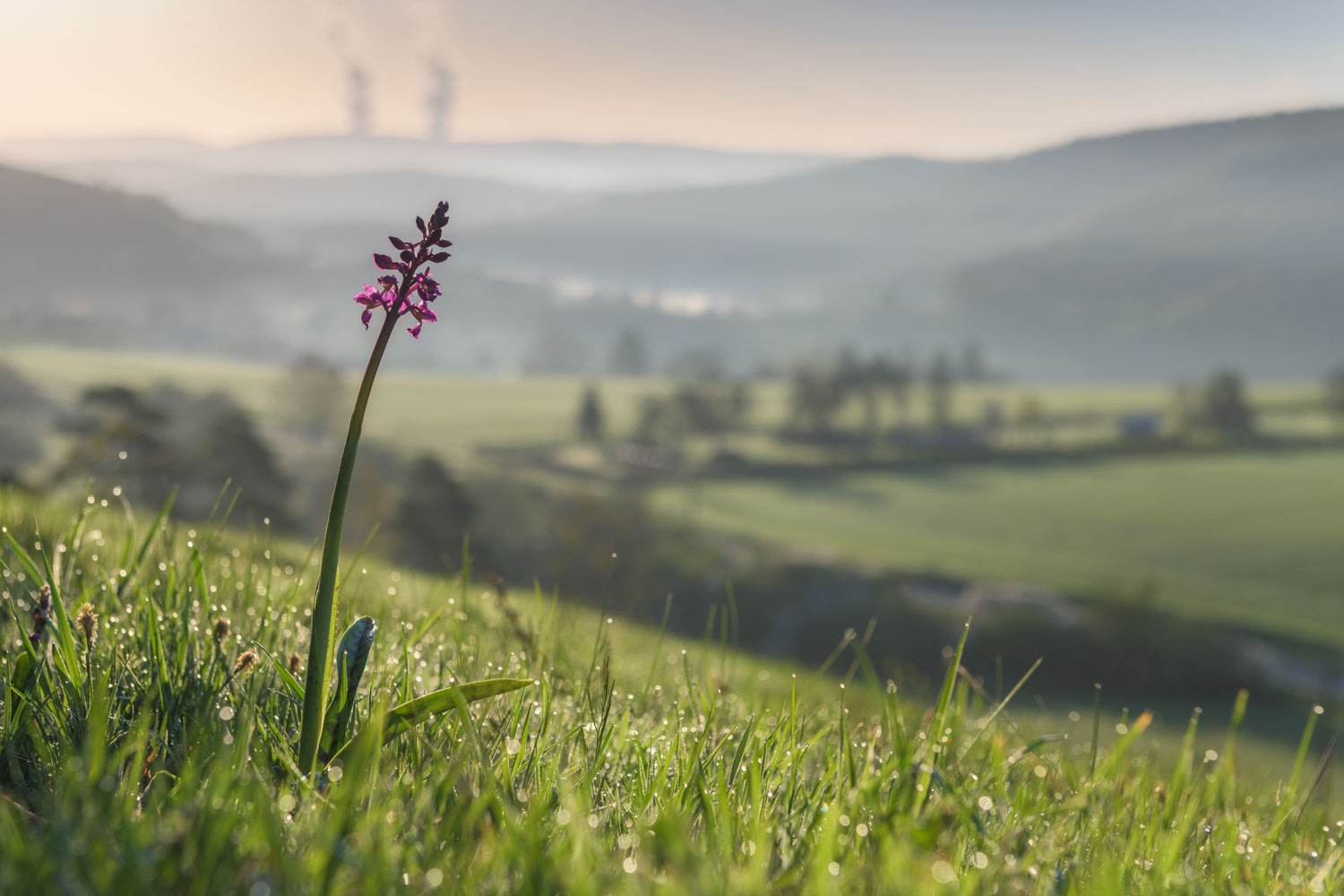 orchideeën fotograferen met een standaardlens: mannetjesorchis in zijn leefomgeving