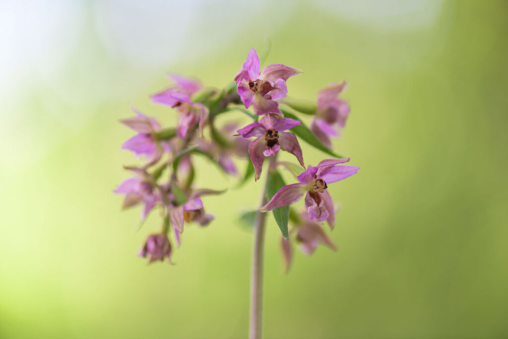 orchideeën fotograferen doorheen de vegetatie met een vervaagde voorgrond (brede wespenorchis)
