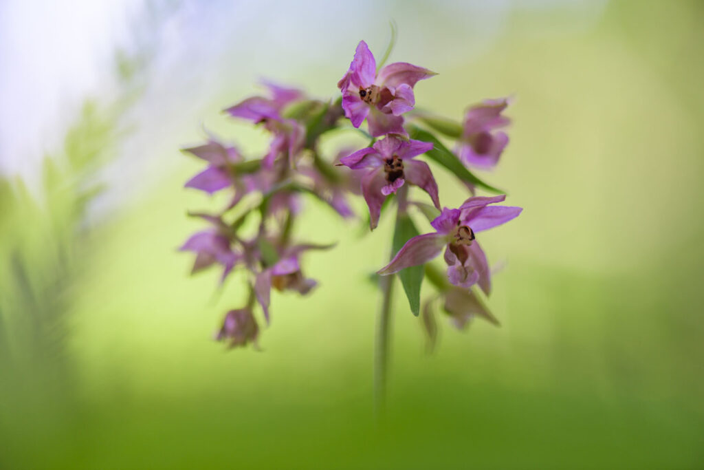 orchideeën fotograferen doorheen de vegetatie met een vervaagde voorgrond (brede wespenorchis)