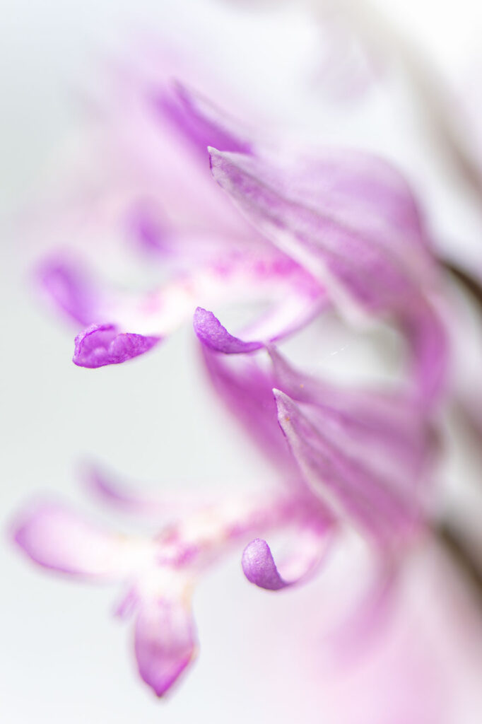 high key orchidee