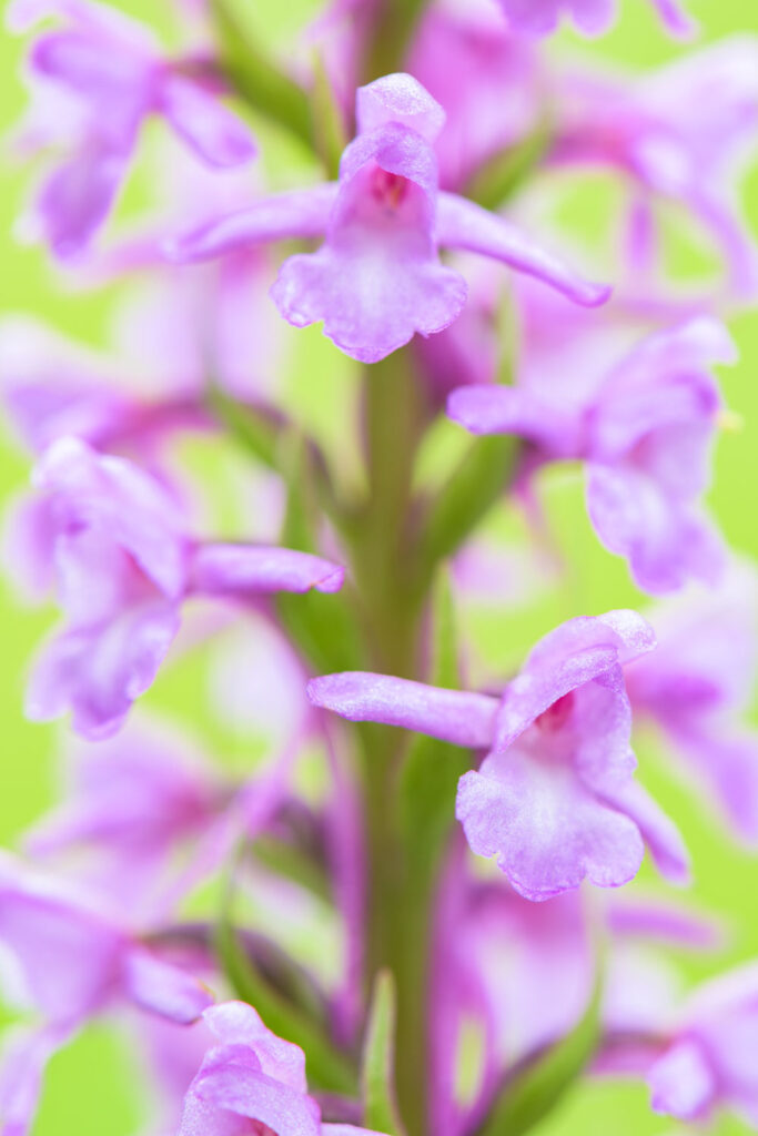 orchideeën fotograferen met verschillende kleurrijke achtergronden (grote muggenorchis)