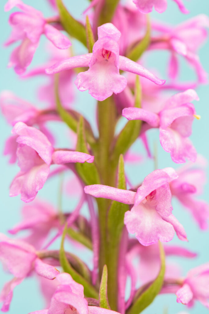 orchideeën fotograferen met verschillende kleurrijke achtergronden (grote muggenorchis)
