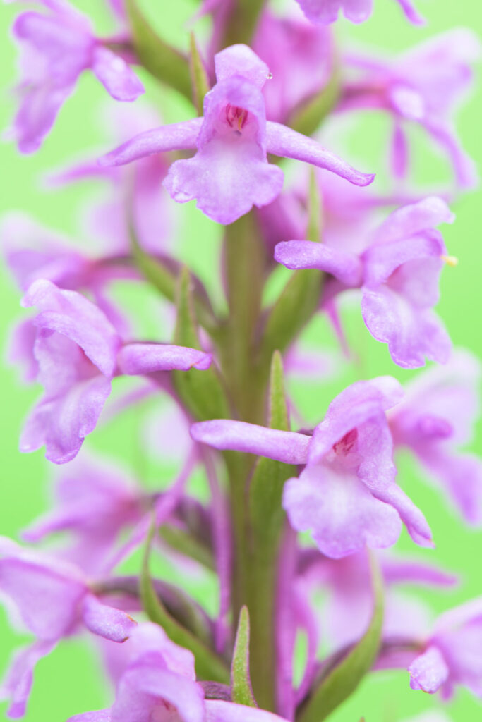 orchideeën fotograferen met verschillende kleurrijke achtergronden (grote muggenorchis)