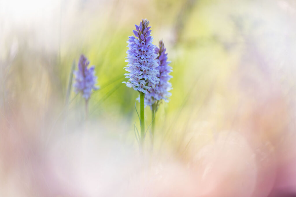 Neem andere kleurrijke bloemen mee in de voorgrond voor de kleurrijkste beelden (gevlekte orchis). Beeld: Bart Heirweg f/4,0, 1/640, ISO 200, 105 mm (fullframe)