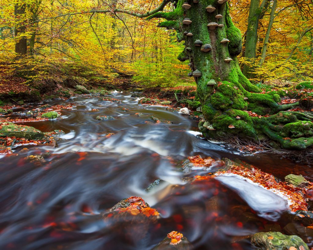 Hoge Venen fotograferen in de herfst: de Soor met lange sluitertijd langs een bemoste beuk vol zwammen